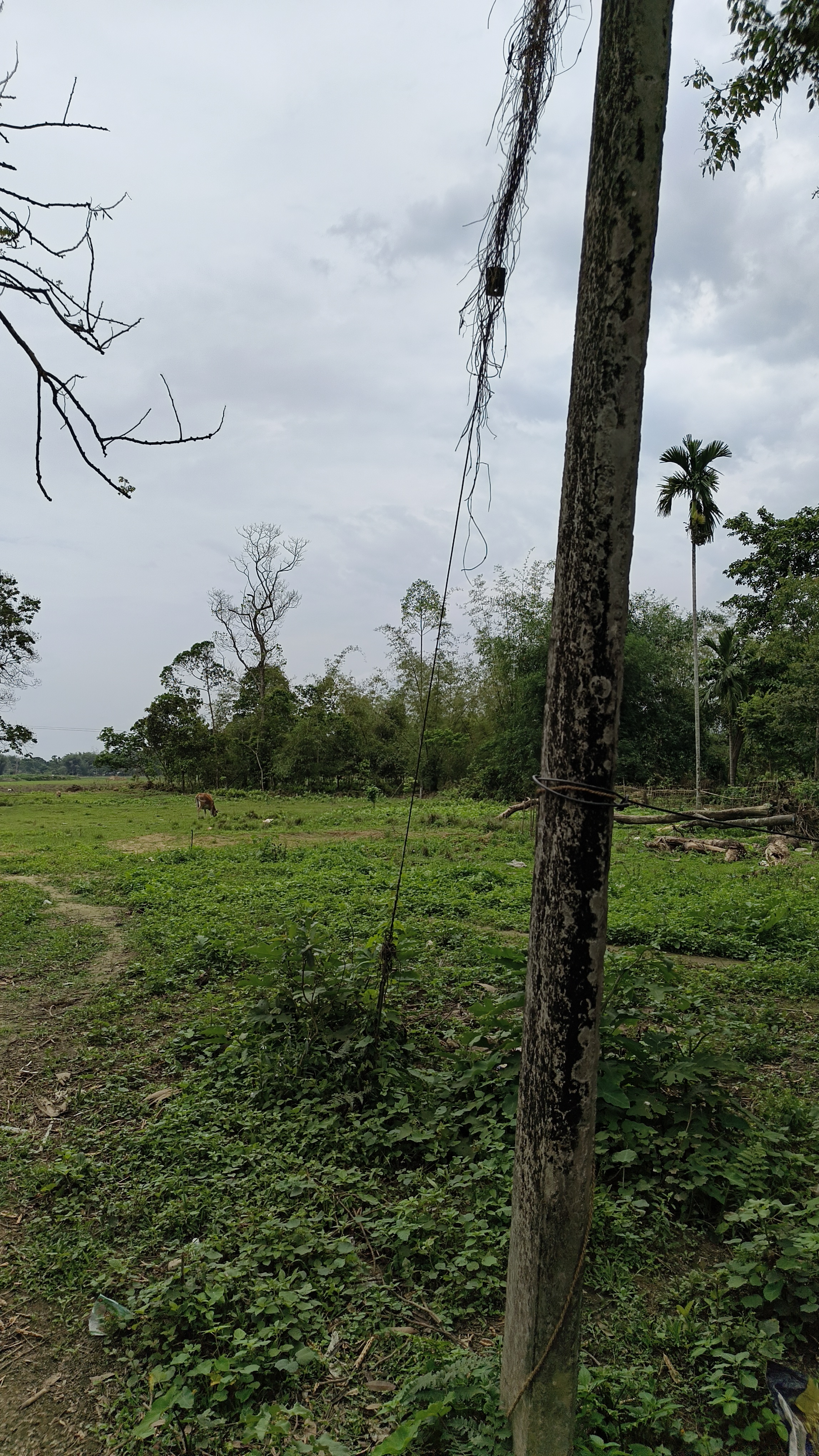 Bongal Gaon Plot 2
