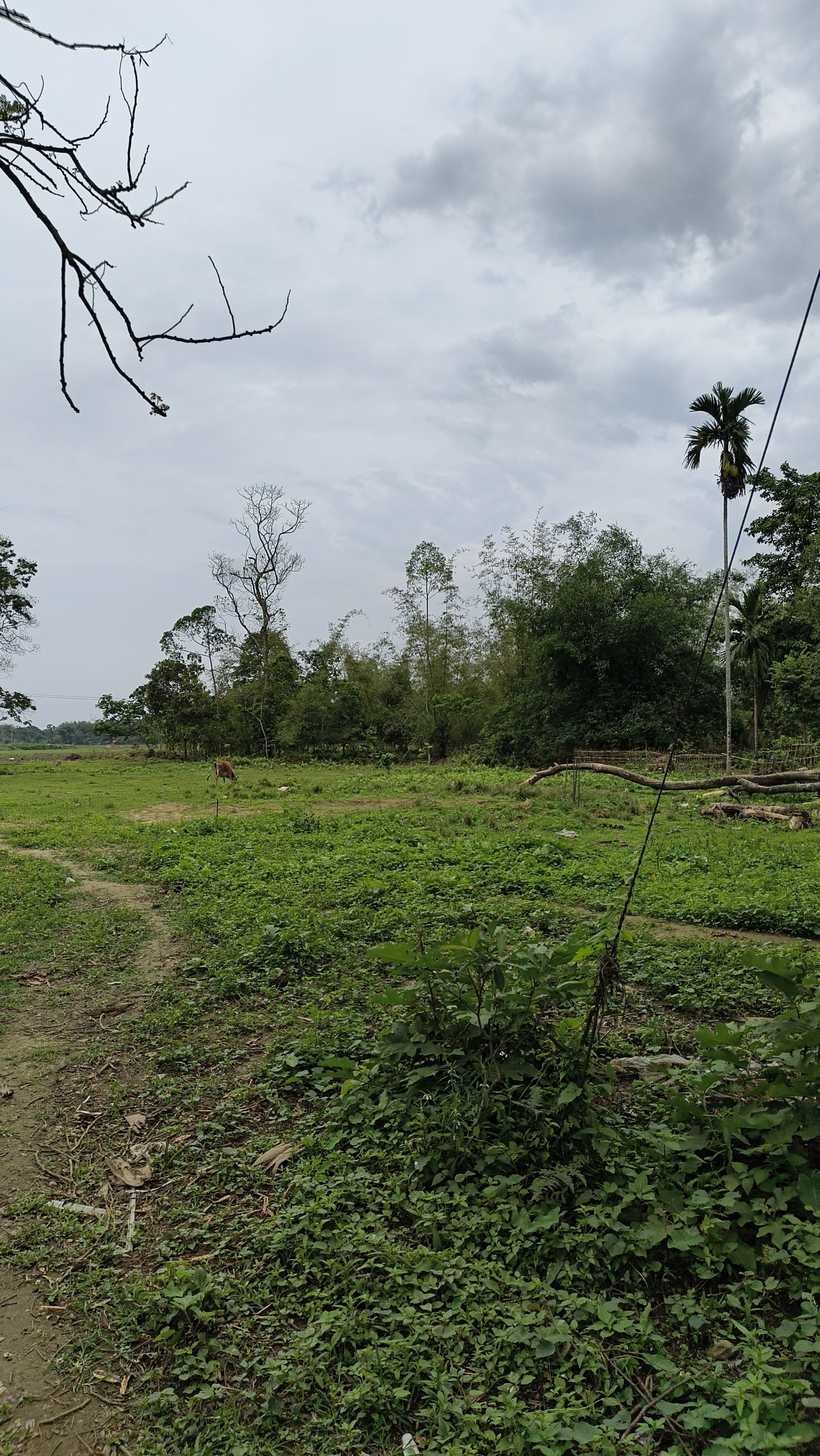 Bongal Gaon Plot 3